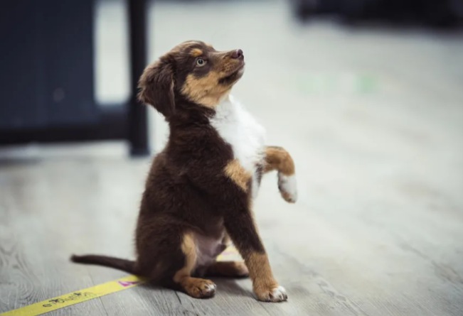 Puppy Training Unlocking the Joy of Your New Companion